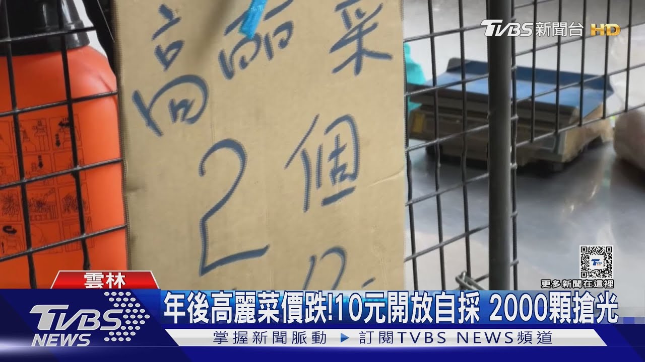 年後高麗菜價跌！10元開放自採　2000顆搶光