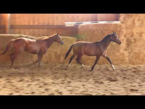 Elano von Lossow - Esteban xx - Bagdad ox geb. 24. Mai 2019