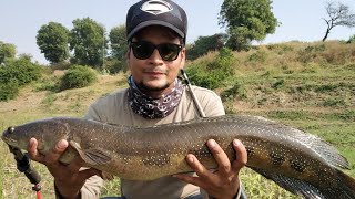 preview picture of video '6kg snakehead caught by aamir khan in nermada river'