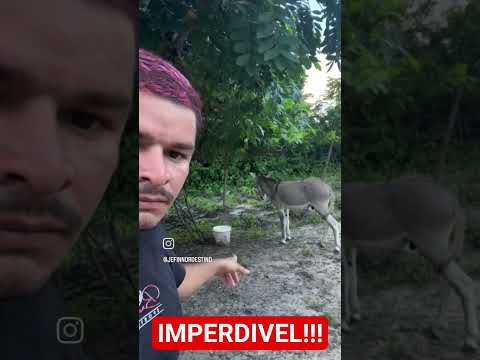 o video aonde o burrico odeia o Lula. #lula #bolsonaro #viral #youtubeshorts #rir #burros #top #ok