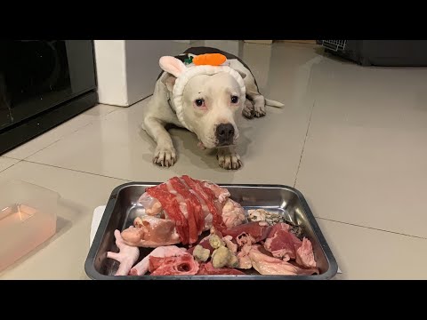 🐄🐶🐰nomyen The Pit Bulls eat RAW 🐮Wagyu Beef...