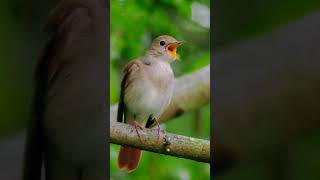 Download lagu Sikatan londo di alam liar mp3