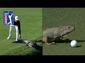 Gators. Snakes. Dragons?! Best reptile encounters on PGA TOUR