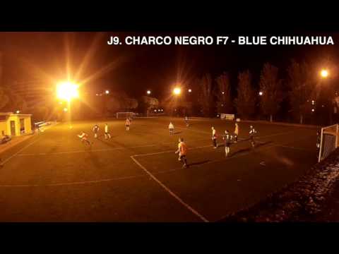 J9. CHARCO NEGRO F7 - BLUE CHIHUAHUA