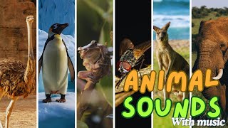 Wild Animals with Sounds | Animals Cute Moments | Elephant, Tiger, Horse, Penguin, Bear, Dolphin