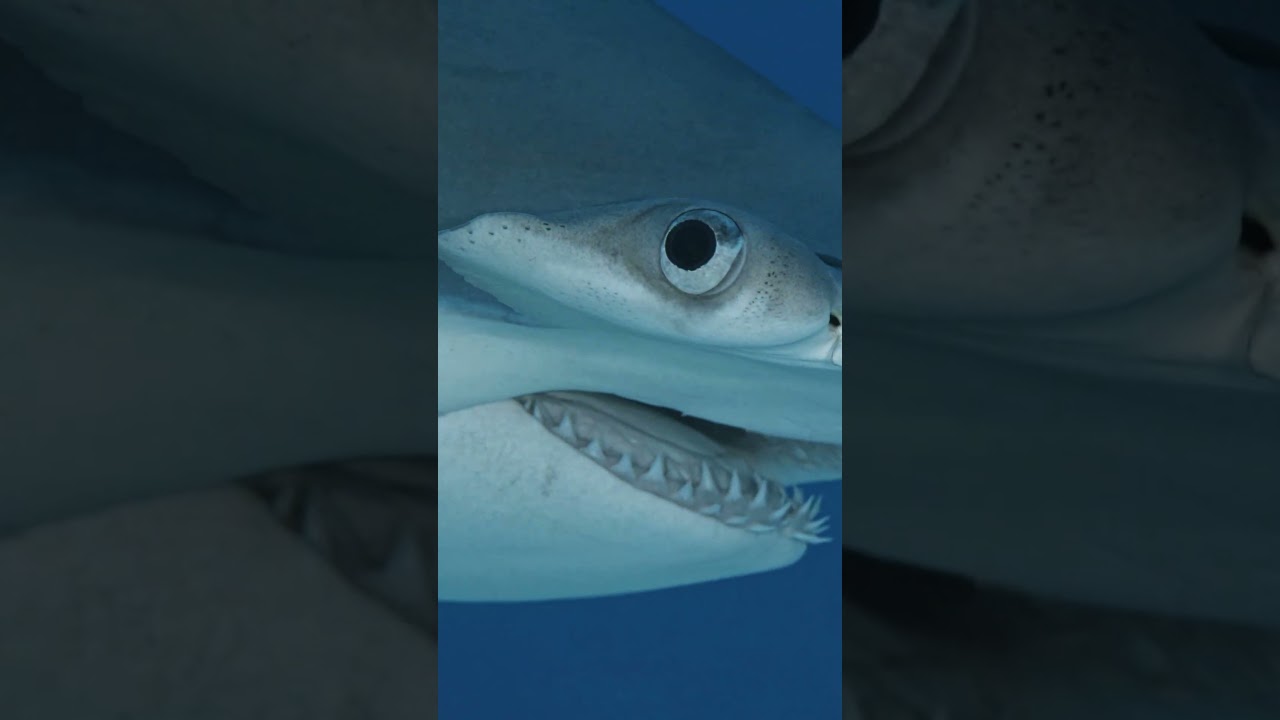 The Eye of a Hammerhead Shark