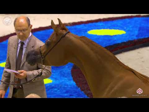 N 66 AJ NORAH   Dubai Arabian Horse Show 2020   Mares 4 6 Years Old Class 5