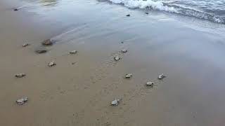 Tartarughe sulla spiaggia di Straccoligno Isola d'Elba
