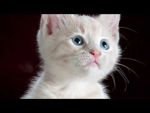 Cats Music Happy! Music for Stress, Anxiety! Make Your Cat Happy Today! 3 Hours Happy Music W Cats