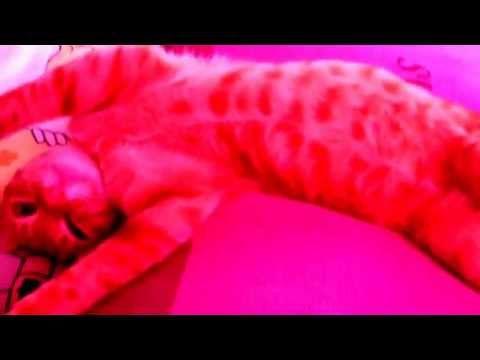 cat ^caloy^ sleapyhead