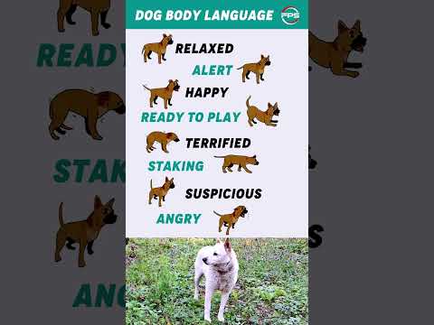 Dog Body Language 🐶 #shorts #dogs #viralvideo