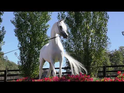 Shamekh Al Danat 2018