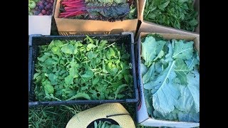 Stories of the Fredericksburg Region: FoodE and Soup & Taco