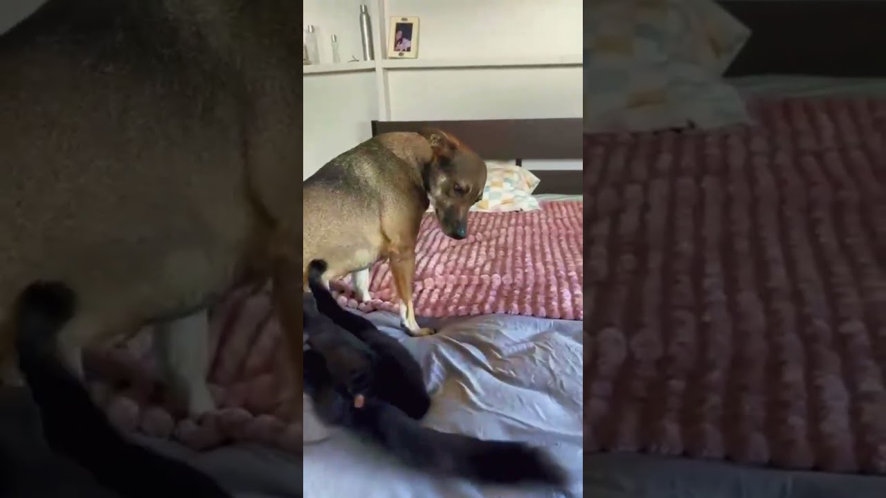 Enlarge JULIANA, a Adoptable Domestic Medium Hair in Berlin, CT video 4/4