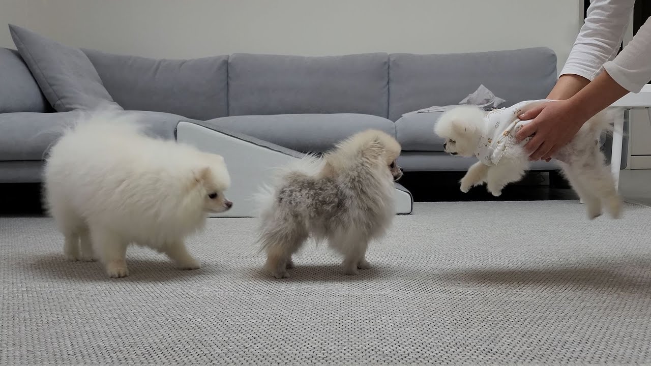 아기 강아지가 왔어요!