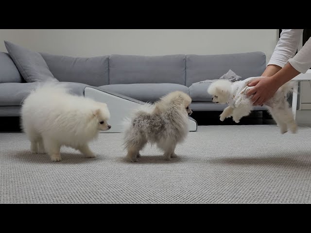 Video de pronunciación de 강아지 en Coreano
