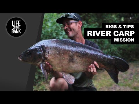 RIVER CARP FISHING - Rigs and Tips