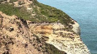 Flamborough head seals puffins beautiful place near Bridlington n Yorkshire you gotta go see it!