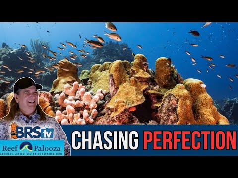 Perfect is the Enemy of Great: Elements, Nutrients & Quarantine | the 80/20 Reef Tank (Part 1)