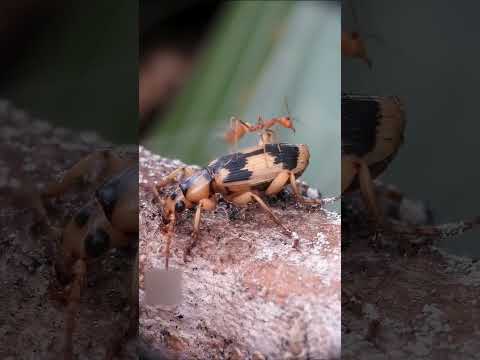 Dangerous poisonous insects