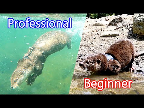 The best otter swimmer and the beginner otter swimmer. [Otter life Day 503]