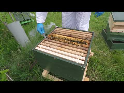 New UK Beekeeper Blog #22 - Queenless Colony & Artificial Swarm (New Hive) Update