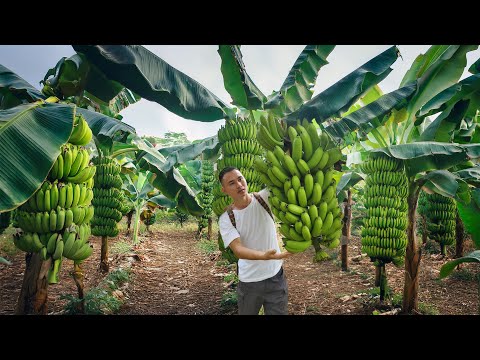 Harvest Big Bunch Of Bananas Go To Countryside Market Sell. 4 year living off grid in forest
