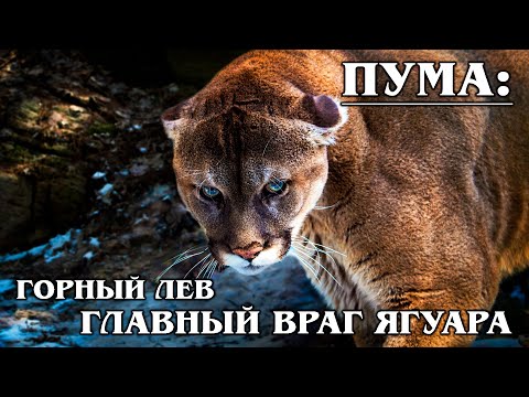 ПУМА (ГОРНЫЙ ЛЕВ): Универсальный хищник не боится даже медведей и ягуара