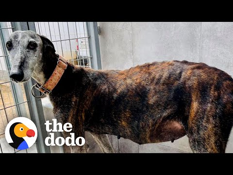10-Year-Old Stray Mama Dog Turns Into A Puppy Months After She's Rescued | The Dodo Faith = Restored