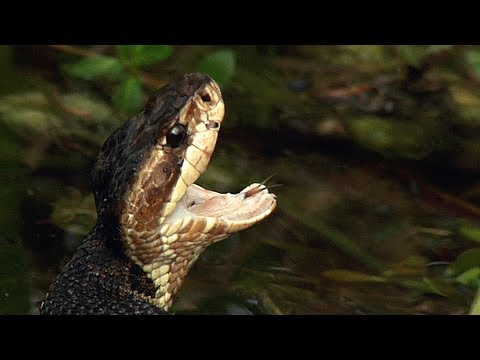Water Moccasin 01, Venomous Snake of America