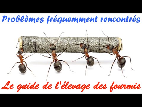 Pourquoi j'ai des fourmis dans la maison ?