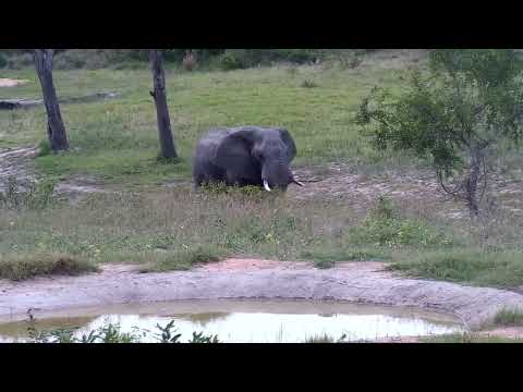 Djuma: Lone Elephant bull drinking at dam - 16:20 - 12/05/2022