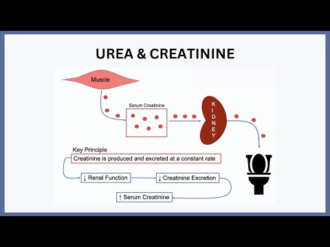 Urea & Creatinine Explained