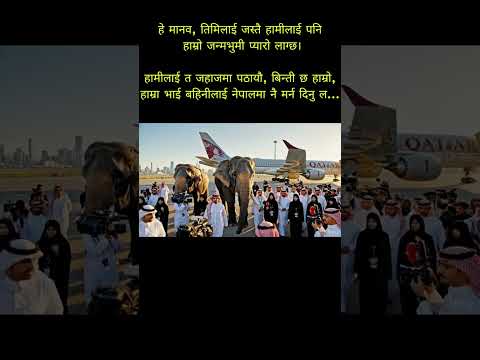 Khagendra & rudrakali at qatar #youtube #animals #animal #elephant #elephants #elephantattack #qatar