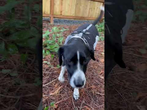 Neighbor’s dog waits by the door in the morning to play with Sugar