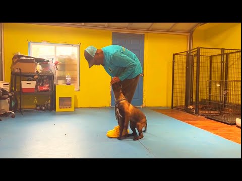 Heeling Foundation Work With Belgain Malinois Puppy