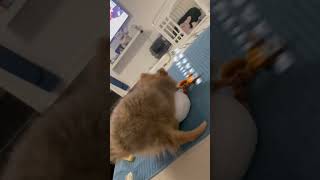 かわいいわんこのあいうえお🐶✨#CapCut #犬 #vlog #ポメラニアンのいる生活 #ポメラニアン #ドイツ生活 #ポメラニアン子犬 #dog #子犬 #わんこ #shorts