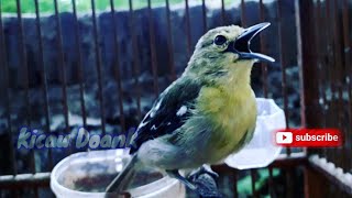 Download lagu Suara Burung Sirtu / Cipow Ngekrek Untuk Pancingan mp3