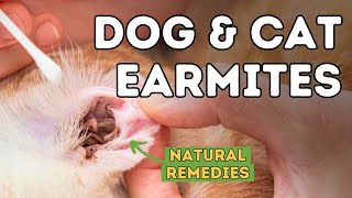 Ear Mites SOLVED Naturally!