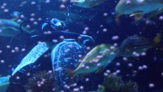 JBL (ДжіБіЕль) MariPearls - Корм ??преміум-класу у формі гранул для морських риб