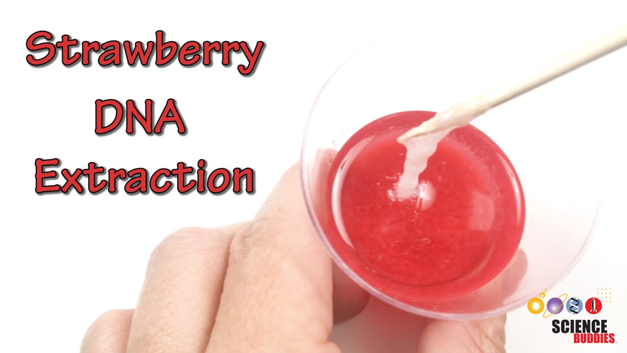 Strawberry DNA Extraction | STEM Activity