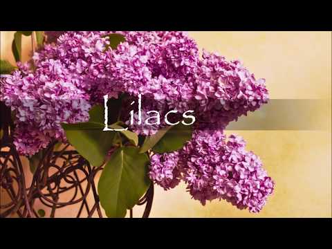 download lagu mp3 mp4 Lilac Blooming In Fall, download lagu Lilac Blooming In Fall gratis, unduh video klip Lilac Blooming In Fall