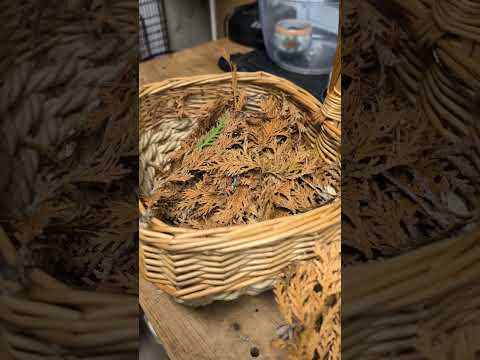 Inexpensive decorating from nature repurposed..rescued dried flowers..reused