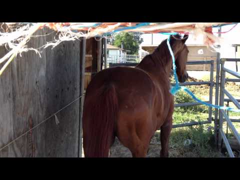 Helping a Horse to Push Past Fear- Making the Right Answer Easy- Rick Gore Horsemanship