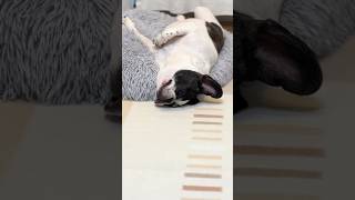 春の陽気なので眠いみたいです🤭
