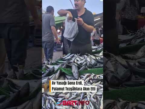 🐟 Palamut bolluğu tezgâhlara yansıdı!