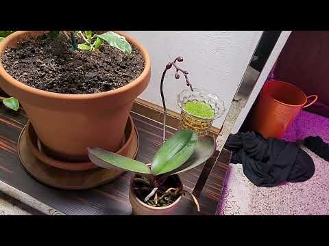 Setting up a new indoor lemon tree time-lapse! only 100 watts will it grow?