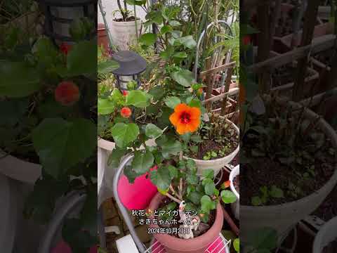 バラの茂みにあるヒルガオを自然に取り除く方法は？この 4 つの動作が彼の最大の敵です。  庭園