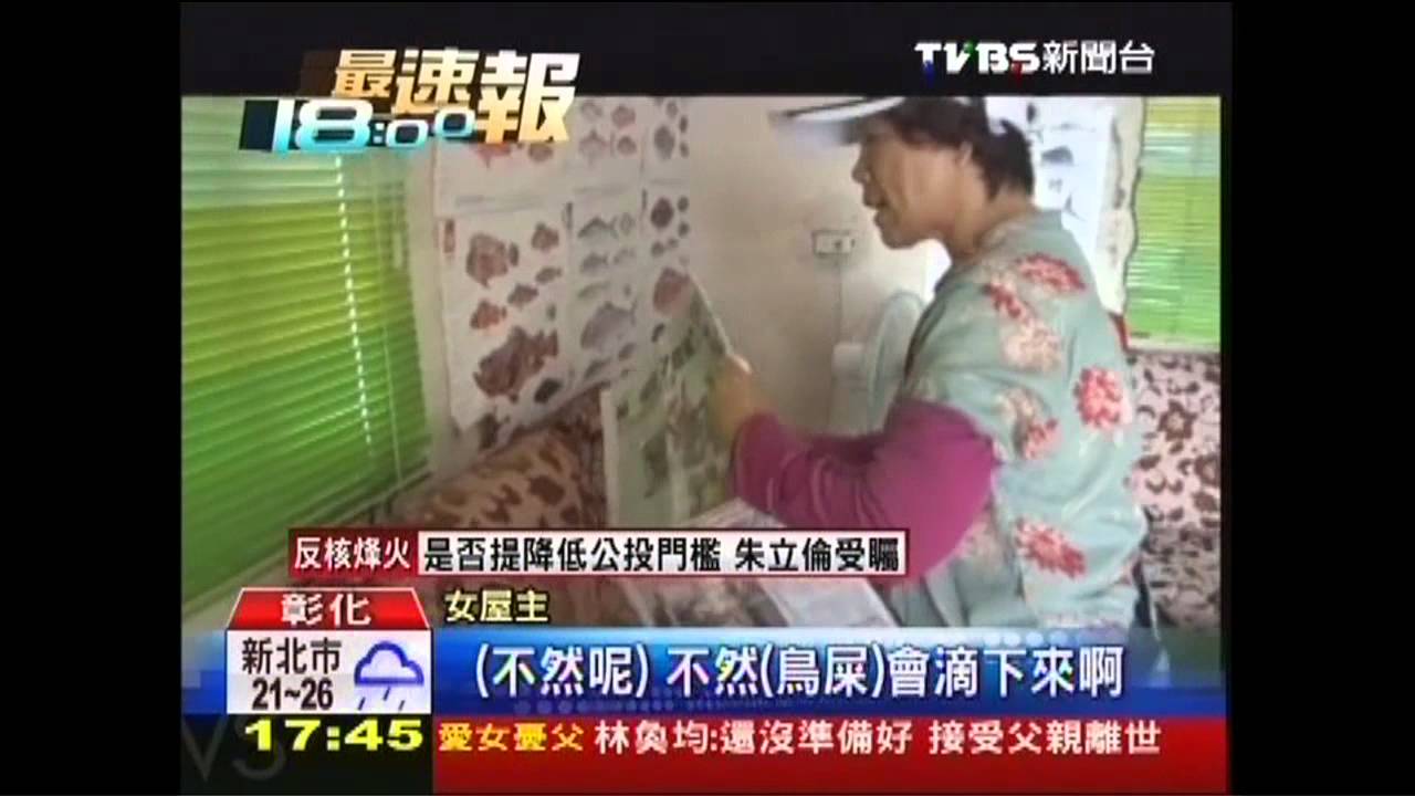 人燕共居！常下「黃金雨」　屋主早習慣