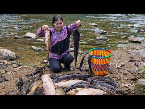 Highland girl uses her skills to catch large fish to sell at the market and prepare delicious dishes